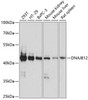 Western blot analysis of extracts of various cell lines, using DNAJB12 antibody (15-638) at 1:1000 dilution.<br/>Secondary antibody: HRP Goat Anti-Rabbit IgG (H+L) at 1:10000 dilution.<br/>Lysates/proteins: 25ug per lane.<br/>Blocking buffer: 3% nonfat dry milk in TBST.<br/>Detection: ECL Basic Kit.<br/>Exposure time: 10s.