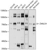 Western blot analysis of extracts of various cell lines, using ZWILCH antibody (15-639) at 1:1000 dilution.<br/>Secondary antibody: HRP Goat Anti-Rabbit IgG (H+L) at 1:10000 dilution.<br/>Lysates/proteins: 25ug per lane.<br/>Blocking buffer: 3% nonfat dry milk in TBST.<br/>Detection: ECL Basic Kit.<br/>Exposure time: 5s.