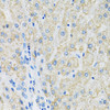 Immunohistochemistry of paraffin-embedded human liver using SLC19A1 antibody (15-647) at dilution of 1:100 (40x lens) .