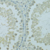 Immunohistochemistry of paraffin-embedded rat testis using HUS1B antibody (15-654) at dilution of 1:100 (40x lens) .