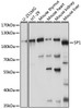 Western blot analysis of extracts of various cell lines, using SP1 antibody (15-659) at 1:1000 dilution.<br/>Secondary antibody: HRP Goat Anti-Rabbit IgG (H+L) at 1:10000 dilution.<br/>Lysates/proteins: 25ug per lane.<br/>Blocking buffer: 3% nonfat dry milk in TBST.<br/>Detection: ECL Basic Kit.<br/>Exposure time: 60s.