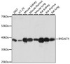 Western blot analysis of extracts of various cell lines, using B4GALT4 antibody (15-668) at 1:1000 dilution.<br/>Secondary antibody: HRP Goat Anti-Rabbit IgG (H+L) at 1:10000 dilution.<br/>Lysates/proteins: 25ug per lane.<br/>Blocking buffer: 3% nonfat dry milk in TBST.<br/>Detection: ECL Basic Kit.<br/>Exposure time: 1s.