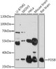 Western blot analysis of extracts of various cell lines, using FOSB antibody (15-671) at 1:1000 dilution.<br/>Secondary antibody: HRP Goat Anti-Rabbit IgG (H+L) at 1:10000 dilution.<br/>Lysates/proteins: 25ug per lane.<br/>Blocking buffer: 3% nonfat dry milk in TBST.<br/>Detection: ECL Basic Kit.<br/>Exposure time: 5s.