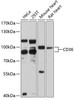 Western blot analysis of extracts of various cell lines, using CD36 antibody (15-674) at 1:3000 dilution.<br/>Secondary antibody: HRP Goat Anti-Rabbit IgG (H+L) at 1:10000 dilution.<br/>Lysates/proteins: 25ug per lane.<br/>Blocking buffer: 3% nonfat dry milk in TBST.<br/>Detection: ECL Basic Kit.<br/>Exposure time: 90s.