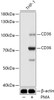 Western blot analysis of extracts of THP-1 cells, using CD36 antibody (15-682) at 1:1000 dilution. THP-1 cells were treated by PMA (80 nM) at 37℃ for overnight.<br/>Secondary antibody: HRP Goat Anti-Rabbit IgG (H+L) at 1:10000 dilution.<br/>Lysates/proteins: 25ug per lane.<br/>Blocking buffer: 3% nonfat dry milk in TBST.<br/>Detection: ECL Basic Kit.<br/>Exposure time: 15s.