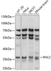 Western blot analysis of extracts of various cell lines, using PHC2 antibody (15-688) at 1:1000 dilution.<br/>Secondary antibody: HRP Goat Anti-Rabbit IgG (H+L) at 1:10000 dilution.<br/>Lysates/proteins: 25ug per lane.<br/>Blocking buffer: 3% nonfat dry milk in TBST.<br/>Detection: ECL Basic Kit.<br/>Exposure time: 5s.