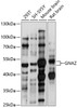 Western blot analysis of extracts of various cell lines, using GNAZ antibody (15-695) at 1:1000 dilution.<br/>Secondary antibody: HRP Goat Anti-Rabbit IgG (H+L) at 1:10000 dilution.<br/>Lysates/proteins: 25ug per lane.<br/>Blocking buffer: 3% nonfat dry milk in TBST.<br/>Detection: ECL Basic Kit.<br/>Exposure time: 30s.