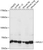 Western blot analysis of extracts of various cell lines, using NFE2L1 antibody (15-708) at 1:1000 dilution.<br/>Secondary antibody: HRP Goat Anti-Rabbit IgG (H+L) at 1:10000 dilution.<br/>Lysates/proteins: 25ug per lane.<br/>Blocking buffer: 3% nonfat dry milk in TBST.<br/>Detection: ECL Basic Kit.<br/>Exposure time: 1s.
