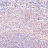 Immunohistochemistry of paraffin-embedded rat spleen using NFE2L1 antibody (15-708) at dilution of 1:100 (40x lens) .