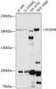 Western blot analysis of extracts of various cell lines, using PCDH9 antibody (15-712) at 1:1000 dilution.<br/>Secondary antibody: HRP Goat Anti-Rabbit IgG (H+L) at 1:10000 dilution.<br/>Lysates/proteins: 25ug per lane.<br/>Blocking buffer: 3% nonfat dry milk in TBST.<br/>Detection: ECL Basic Kit.<br/>Exposure time: 30s.