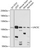 Western blot analysis of extracts of various cell lines, using UNC5C antibody (15-740) at 1:1000 dilution.<br/>Secondary antibody: HRP Goat Anti-Rabbit IgG (H+L) at 1:10000 dilution.<br/>Lysates/proteins: 25ug per lane.<br/>Blocking buffer: 3% nonfat dry milk in TBST.<br/>Detection: ECL Basic Kit.<br/>Exposure time: 5s.