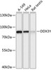 Western blot analysis of extracts of various cell lines, using DDX3Y antibody (15-741) at 1:3000 dilution.<br/>Secondary antibody: HRP Goat Anti-Rabbit IgG (H+L) at 1:10000 dilution.<br/>Lysates/proteins: 25ug per lane.<br/>Blocking buffer: 3% nonfat dry milk in TBST.<br/>Detection: ECL Basic Kit.<br/>Exposure time: 1s.