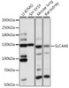 Western blot analysis of extracts of various cell lines, using SLC4A8 antibody (15-749) at 1:1000 dilution.<br/>Secondary antibody: HRP Goat Anti-Rabbit IgG (H+L) at 1:10000 dilution.<br/>Lysates/proteins: 25ug per lane.<br/>Blocking buffer: 3% nonfat dry milk in TBST.<br/>Detection: ECL Basic Kit.<br/>Exposure time: 1s.