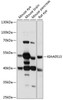 Western blot analysis of extracts of various cell lines, using KIAA0513 antibody (15-753) at 1:1000 dilution.<br/>Secondary antibody: HRP Goat Anti-Rabbit IgG (H+L) at 1:10000 dilution.<br/>Lysates/proteins: 25ug per lane.<br/>Blocking buffer: 3% nonfat dry milk in TBST.<br/>Detection: ECL Basic Kit.<br/>Exposure time: 1s.