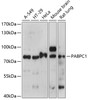 Western blot analysis of extracts of various cell lines, using PABPC1 antibody (15-770) at 1:1000 dilution.<br/>Secondary antibody: HRP Goat Anti-Rabbit IgG (H+L) at 1:10000 dilution.<br/>Lysates/proteins: 25ug per lane.<br/>Blocking buffer: 3% nonfat dry milk in TBST.<br/>Detection: ECL Basic Kit.<br/>Exposure time: 30s.