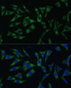 Immunofluorescence analysis of L929 cells using PABPC1 Polyclonal Antibody (15-770) at dilution of 1:100 (40x lens) . Blue: DAPI for nuclear staining.