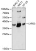 Western blot analysis of extracts of various cell lines, using LYPD3 antibody (15-771) at 1:1000 dilution.<br/>Secondary antibody: HRP Goat Anti-Rabbit IgG (H+L) at 1:10000 dilution.<br/>Lysates/proteins: 25ug per lane.<br/>Blocking buffer: 3% nonfat dry milk in TBST.<br/>Detection: ECL Basic Kit.<br/>Exposure time: 30s.