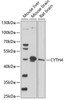 Western blot analysis of extracts of various cell lines, using CYTH4 antibody (15-772) at 1:1000 dilution.<br/>Secondary antibody: HRP Goat Anti-Rabbit IgG (H+L) at 1:10000 dilution.<br/>Lysates/proteins: 25ug per lane.<br/>Blocking buffer: 3% nonfat dry milk in TBST.<br/>Detection: ECL Basic Kit.<br/>Exposure time: 90s.