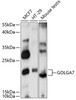 Western blot analysis of extracts of various cell lines, using GOLGA7 antibody (15-775) at 1:1000 dilution.<br/>Secondary antibody: HRP Goat Anti-Rabbit IgG (H+L) at 1:10000 dilution.<br/>Lysates/proteins: 25ug per lane.<br/>Blocking buffer: 3% nonfat dry milk in TBST.<br/>Detection: ECL Basic Kit.<br/>Exposure time: 90s.