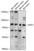 Western blot analysis of extracts of various cell lines, using LINS1 antibody (15-782) at 1:1000 dilution.<br/>Secondary antibody: HRP Goat Anti-Rabbit IgG (H+L) at 1:10000 dilution.<br/>Lysates/proteins: 25ug per lane.<br/>Blocking buffer: 3% nonfat dry milk in TBST.<br/>Detection: ECL Basic Kit.<br/>Exposure time: 1s.