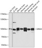 Western blot analysis of extracts of various cell lines, using GRIA4 antibody (15-792) at 1:1000 dilution.<br/>Secondary antibody: HRP Goat Anti-Rabbit IgG (H+L) at 1:10000 dilution.<br/>Lysates/proteins: 25ug per lane.<br/>Blocking buffer: 3% nonfat dry milk in TBST.<br/>Detection: ECL Basic Kit.<br/>Exposure time: 5s.