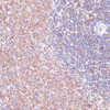 Immunohistochemistry of paraffin-embedded rat spleen using TMX1 antibody (15-795) at dilution of 1:100 (40x lens) .