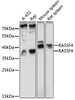 Western blot analysis of extracts of various cell lines, using RASSF4 antibody (15-798) at 1:1000 dilution.<br/>Secondary antibody: HRP Goat Anti-Rabbit IgG (H+L) at 1:10000 dilution.<br/>Lysates/proteins: 25ug per lane.<br/>Blocking buffer: 3% nonfat dry milk in TBST.<br/>Detection: ECL Basic Kit.<br/>Exposure time: 90s.