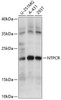 Western blot analysis of extracts of various cell lines, using NTPCR antibody (15-799) at 1:1000 dilution.<br/>Secondary antibody: HRP Goat Anti-Rabbit IgG (H+L) at 1:10000 dilution.<br/>Lysates/proteins: 25ug per lane.<br/>Blocking buffer: 3% nonfat dry milk in TBST.<br/>Detection: ECL Basic Kit.<br/>Exposure time: 10s.
