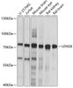 Western blot analysis of extracts of various cell lines, using LENG8 antibody (15-805) at 1:1000 dilution.<br/>Secondary antibody: HRP Goat Anti-Rabbit IgG (H+L) at 1:10000 dilution.<br/>Lysates/proteins: 25ug per lane.<br/>Blocking buffer: 3% nonfat dry milk in TBST.<br/>Detection: ECL Basic Kit.<br/>Exposure time: 10s.