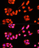 Immunofluorescence analysis of Hela cells using DNAJC19 antibody (15-806) at dilution of 1:100 (40x lens) . Blue: DAPI for nuclear staining.