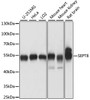 Western blot analysis of extracts of various cell lines, using SEPT8 antibody (15-830) at 1:1000 dilution.<br/>Secondary antibody: HRP Goat Anti-Rabbit IgG (H+L) at 1:10000 dilution.<br/>Lysates/proteins: 25ug per lane.<br/>Blocking buffer: 3% nonfat dry milk in TBST.<br/>Detection: ECL Basic Kit.<br/>Exposure time: 10s.