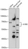 Western blot analysis of extracts of various cell lines, using A1BG antibody (15-832) at 1:3000 dilution.<br/>Secondary antibody: HRP Goat Anti-Rabbit IgG (H+L) at 1:10000 dilution.<br/>Lysates/proteins: 25ug per lane.<br/>Blocking buffer: 3% nonfat dry milk in TBST.<br/>Detection: ECL Basic Kit.<br/>Exposure time: 90s.