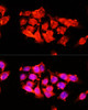 Immunofluorescence analysis of 293T cells using A1BG antibody (15-832) at dilution of 1:100 (40x lens) . Blue: DAPI for nuclear staining.