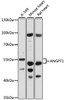 Western blot analysis of extracts of various cell lines, using ANGPT1 antibody (15-838) at 1:1000 dilution.<br/>Secondary antibody: HRP Goat Anti-Rabbit IgG (H+L) at 1:10000 dilution.<br/>Lysates/proteins: 25ug per lane.<br/>Blocking buffer: 3% nonfat dry milk in TBST.<br/>Detection: ECL Basic Kit.<br/>Exposure time: 30s.