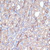 Immunohistochemistry of paraffin-embedded mouse kidney using AQP1 antibody (15-840) at dilution of 1:100 (40x lens) .