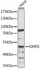 Western blot analysis of extracts of HeLa cells, using GMDS antibody (15-855) at 1:1000 dilution.<br/>Secondary antibody: HRP Goat Anti-Rabbit IgG (H+L) at 1:10000 dilution.<br/>Lysates/proteins: 25ug per lane.<br/>Blocking buffer: 3% nonfat dry milk in TBST.<br/>Detection: ECL Enhanced Kit.<br/>Exposure time: 60s.