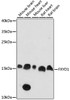 Western blot analysis of extracts of various cell lines, using FXYD1 antibody (15-866) at 1:1000 dilution.<br/>Secondary antibody: HRP Goat Anti-Rabbit IgG (H+L) at 1:10000 dilution.<br/>Lysates/proteins: 25ug per lane.<br/>Blocking buffer: 3% nonfat dry milk in TBST.<br/>Detection: ECL Enhanced Kit.<br/>Exposure time: 90s.