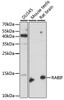 Western blot analysis of extracts of various cell lines, using RABIF antibody (15-871) at 1:1000 dilution.<br/>Secondary antibody: HRP Goat Anti-Rabbit IgG (H+L) at 1:10000 dilution.<br/>Lysates/proteins: 25ug per lane.<br/>Blocking buffer: 3% nonfat dry milk in TBST.<br/>Detection: ECL Enhanced Kit.<br/>Exposure time: 90s.
