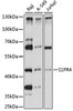 Western blot analysis of extracts of various cell lines, using S1PR4 antibody (15-885) at 1:1000 dilution.<br/>Secondary antibody: HRP Goat Anti-Rabbit IgG (H+L) at 1:10000 dilution.<br/>Lysates/proteins: 25ug per lane.<br/>Blocking buffer: 3% nonfat dry milk in TBST.<br/>Detection: ECL Basic Kit.<br/>Exposure time: 30s.