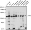 Western blot analysis of extracts of various cell lines, using KSR1 antibody (15-886) at 1:1000 dilution.<br/>Secondary antibody: HRP Goat Anti-Rabbit IgG (H+L) at 1:10000 dilution.<br/>Lysates/proteins: 25ug per lane.<br/>Blocking buffer: 3% nonfat dry milk in TBST.<br/>Detection: ECL Basic Kit.<br/>Exposure time: 10s.