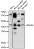 Western blot analysis of extracts of various cell lines, using RRAGA antibody (15-895) at 1:1000 dilution.<br/>Secondary antibody: HRP Goat Anti-Rabbit IgG (H+L) at 1:10000 dilution.<br/>Lysates/proteins: 25ug per lane.<br/>Blocking buffer: 3% nonfat dry milk in TBST.<br/>Detection: ECL Basic Kit.<br/>Exposure time: 30s.