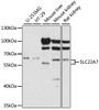 Western blot analysis of extracts of various cell lines, using SLC22A7 antibody (15-897) at 1:1000 dilution.<br/>Secondary antibody: HRP Goat Anti-Rabbit IgG (H+L) at 1:10000 dilution.<br/>Lysates/proteins: 25ug per lane.<br/>Blocking buffer: 3% nonfat dry milk in TBST.<br/>Detection: ECL Basic Kit.<br/>Exposure time: 60s.