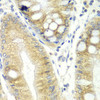 Immunohistochemistry of paraffin-embedded human colon using CES2 antibody (15-900) at dilution of 1:100 (40x lens) .