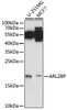 Western blot analysis of extracts of various cell lines, using ARL2BP antibody (15-902) at 1:1000 dilution.<br/>Secondary antibody: HRP Goat Anti-Rabbit IgG (H+L) at 1:10000 dilution.<br/>Lysates/proteins: 25ug per lane.<br/>Blocking buffer: 3% nonfat dry milk in TBST.<br/>Detection: ECL Basic Kit.<br/>Exposure time: 90s.