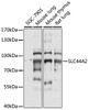 Western blot analysis of extracts of various cell lines, using SLC44A2 antibody (15-916) at 1:1000 dilution.<br/>Secondary antibody: HRP Goat Anti-Rabbit IgG (H+L) at 1:10000 dilution.<br/>Lysates/proteins: 25ug per lane.<br/>Blocking buffer: 3% nonfat dry milk in TBST.<br/>Detection: ECL Basic Kit.<br/>Exposure time: 5s.