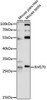 Western blot analysis of extracts of various cell lines, using Rnf170 antibody (15-922) at 1:1000 dilution.<br/>Secondary antibody: HRP Goat Anti-Rabbit IgG (H+L) at 1:10000 dilution.<br/>Lysates/proteins: 25ug per lane.<br/>Blocking buffer: 3% nonfat dry milk in TBST.<br/>Detection: ECL Basic Kit.<br/>Exposure time: 30s.