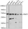 Western blot analysis of extracts of various cell lines, using PRMT5 antibody (15-924) at 1:1000 dilution.<br/>Secondary antibody: HRP Goat Anti-Rabbit IgG (H+L) at 1:10000 dilution.<br/>Lysates/proteins: 25ug per lane.<br/>Blocking buffer: 3% nonfat dry milk in TBST.<br/>Detection: ECL Basic Kit.