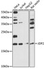 Western blot analysis of extracts of various cell lines, using JDP2 antibody (15-929) at 1:1000 dilution.<br/>Secondary antibody: HRP Goat Anti-Rabbit IgG (H+L) at 1:10000 dilution.<br/>Lysates/proteins: 25ug per lane.<br/>Blocking buffer: 3% nonfat dry milk in TBST.<br/>Detection: ECL Basic Kit.<br/>Exposure time: 90s.
