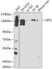 Western blot analysis of extracts of various cell lines, using UPF1 antibody (15-930) at 1:500 dilution.<br/>Secondary antibody: HRP Goat Anti-Rabbit IgG (H+L) at 1:10000 dilution.<br/>Lysates/proteins: 25ug per lane.<br/>Blocking buffer: 3% nonfat dry milk in TBST.