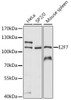 Western blot analysis of extracts of various cell lines, using E2F7 antibody (15-932) at 1:1000 dilution.<br/>Secondary antibody: HRP Goat Anti-Rabbit IgG (H+L) at 1:10000 dilution.<br/>Lysates/proteins: 25ug per lane.<br/>Blocking buffer: 3% nonfat dry milk in TBST.<br/>Detection: ECL Basic Kit.<br/>Exposure time: 90s.